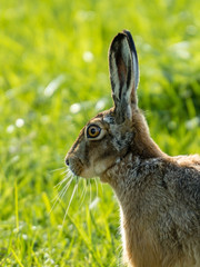 Hasen portrait