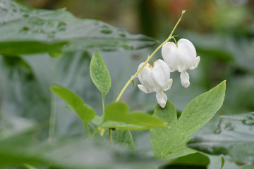 White Bleeding Heartr Duo