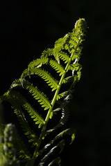 Fiddlehead fern