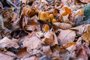 wintermushrooms