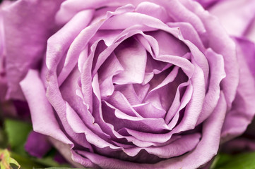 Pink blooming rose