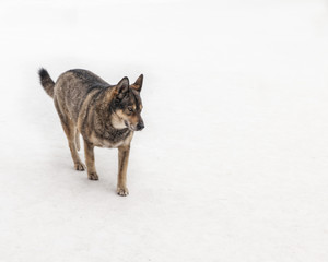 dog on an isolated background