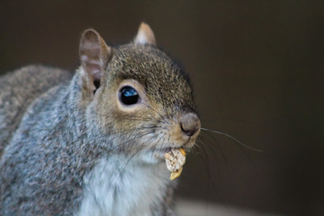 Obraz premium squirrel eating