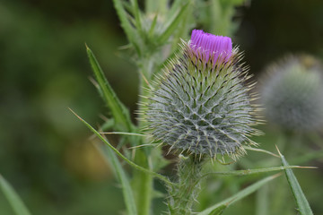 Purple Clover Cap 01