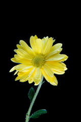Flowers under the water, yellow chrysanthemum with air bubbles on the lilies on a black background.