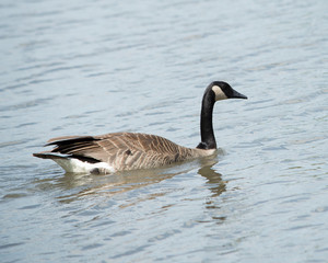 Goose on the Water