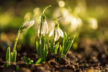 Snowdrops first spring flowers.