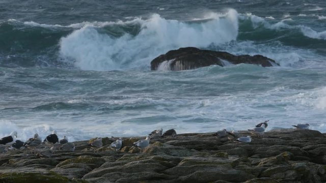 Seagulls and Gulls on a rock with rough sea and big waves in the background. Evening light - Mouettes et Go&eacute;lands sur un rocher mer agit&eacute;e avec grosses vagues en arriere plan. Lumi&egrave;re du soir