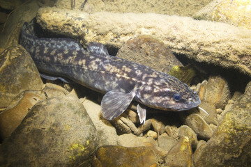 Burbot (Lota lota). Swimming freshwater fish Lota lota, underwater photography in the clear water....