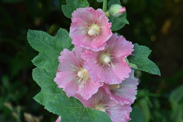 Foxglove Trio © C Vincent Ferguson