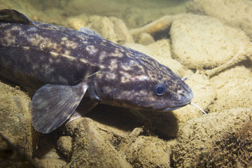 Burbot (Lota lota). Swimming freshwater fish Lota lota, underwater photography in the clear water. Live in the mountain creek. Beautiful river habitat. Wild life animal.Close up fish.