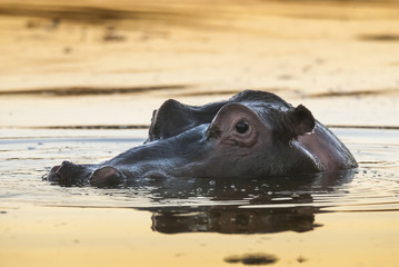 Hippopotamus, Kruger National Park
