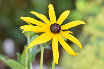 Yellow Petals 02