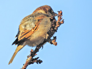 House Sparrow (Passer domesticus)