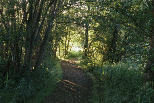 Winding path through sunlit trees at sunset. Norfolk, UK.