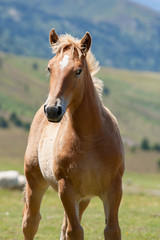 Alpine brown horse