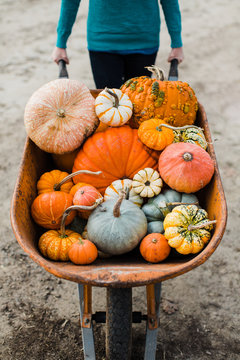variety of pumpkins in wheelbarrow