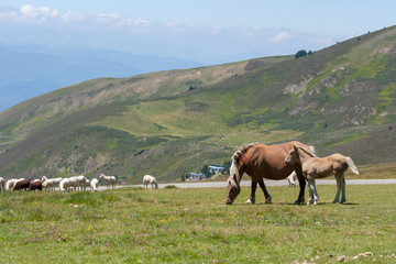 Alpine mare together with foal on green mountain pasture