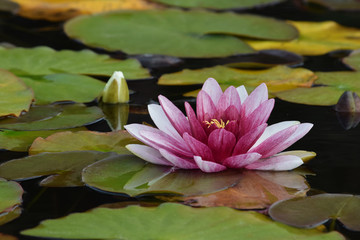 Red Lotus Bud