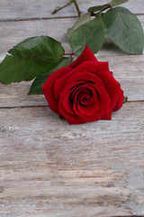Valentines Day red rose, wooden background. Beautiful rose on vintage wooden background and copy space.