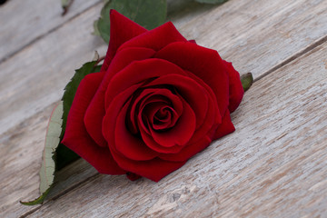 Beautiful red rose on old wooden table. Close up fresh rose for Valentines Day. Happy Valentines Day.