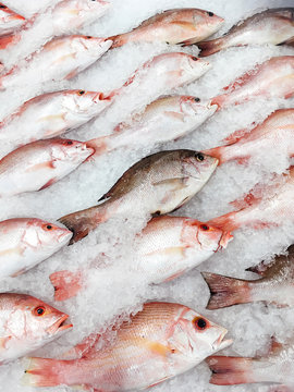 Fresh Fish In Supermarket