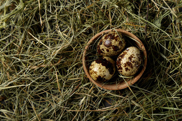 Obraz premium Quail eggs on the hay
