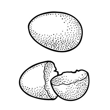 Broken Egg shell. Vintage black engraving illustration