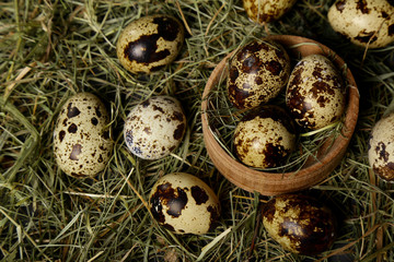 Quail eggs on the hay