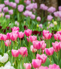 Fototapeta premium Close-up of pink tulips in a field ,pink tulips in the garden, pink tulip with bokeh..