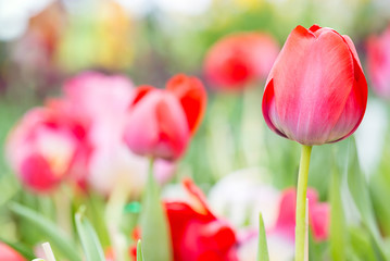 Fototapeta premium pink tulip in garden