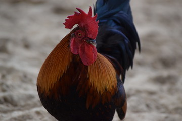 Hawaii Rooster