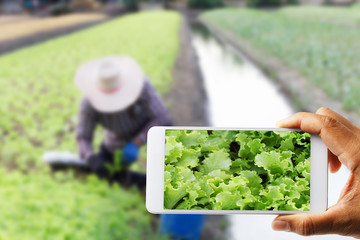 Farmers use a cell phone, photographed with white cabbage with farmer working blurred