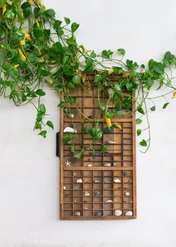 Wood shelf with shells covered with green plant