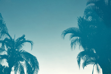 Palm tree reflections in pool