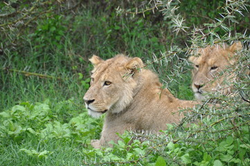 Obraz na płótnie Canvas Lions Tanzania