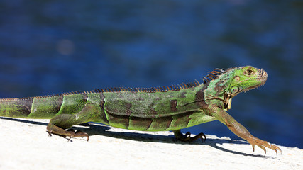 Green iguana on top of the wall, portrait, Florida, USA