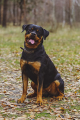Beautiful Rottweiler dog in the forest.
