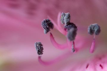 flower stamens (Alstroemeria L.) macro supermacro © Bartosz