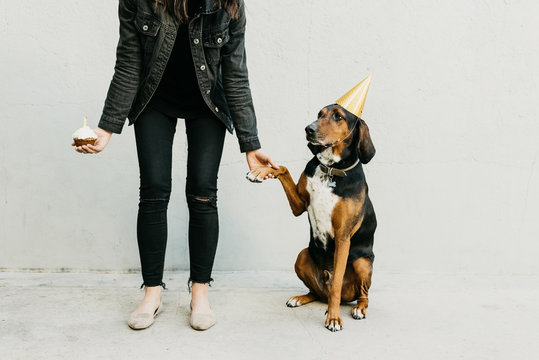 Low section of woman holding a cupcake while celebrating the dog's birthday
