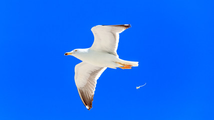 Herring gull, larus argentatus, at her morning toilet, Florida, USA