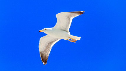 Herring gull, larus argentatus, flying against blue sky, Florida, USA