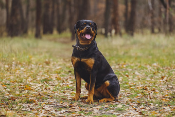 Beautiful Rottweiler dog in the forest.