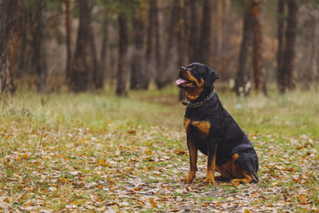 Beautiful Rottweiler dog in the forest.
