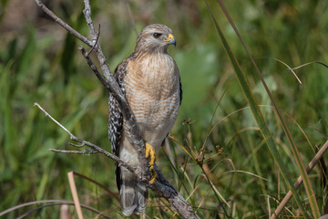 Red-shouldered Hawk perched on a low branch of a bush