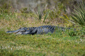 Alligator in the grass