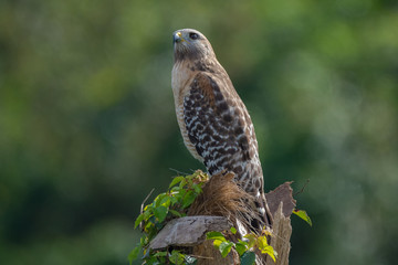 Red-shouldered Hawk perched on tree stump