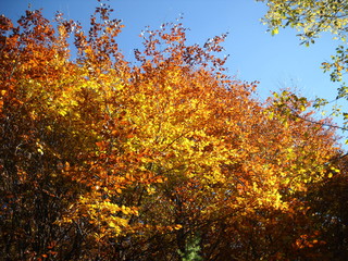 Złote liście Bieszczady