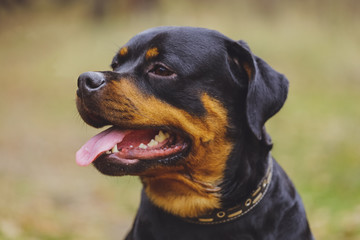 Beautiful Rottweiler dog in the forest.