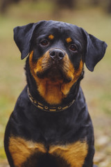 Beautiful Rottweiler dog in the forest.